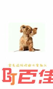 金毛论坛